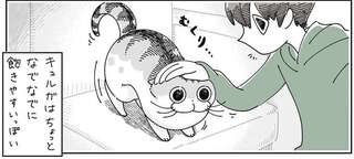 なでなでに飽きやすい猫。すぐどこかへ行っちゃう...くせに再燃？／夜は猫といっしょ4