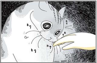 帰宅した飼い主を猫がお出迎え。指の匂いを嗅いだ途端...え、なになに？／夜は猫といっしょ4