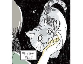 なでられたくてグングン迫ってくる猫。なのに一瞬、冷静になる瞬間が...／夜は猫といっしょ5