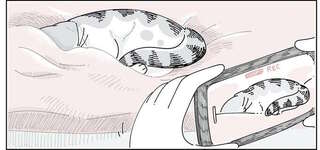 ベッドで眠る猫の写真を撮りたい。そーっと近づいたら...ドキッ！／夜は猫といっしょ6