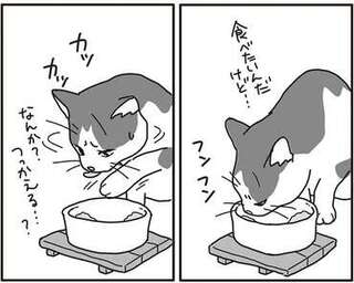 愛猫の口内に見つかったガン。次第に食べづらそうになり...／世界一幸せな飼い主にしてくれた猫