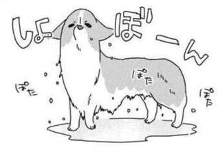 猫かな？ シャワー後の愛犬コーギーがはしゃぐ姿がかわいすぎた！／あしょんでよッ5