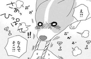 やっぱりこっち！ 愛犬コーギーが新しいおもちゃをもらったが、結局選ぶのは？／あしょんでよッ6