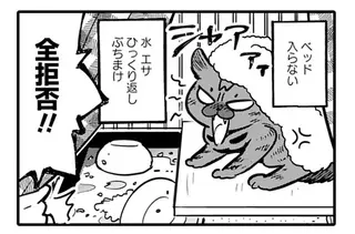 ベランダに居付いた猫を保護。思い上がりは打ち砕かれて...／ブリちゃん日記