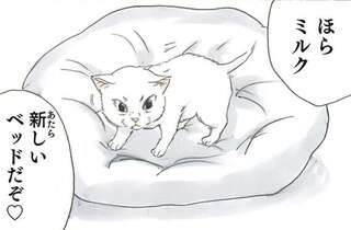 保護され、完全に家に馴染んだ子猫。新しいベッドを降りて寝床に選んだのは／拾い猫のモチャ2