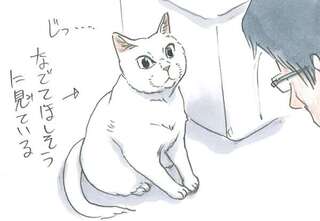 保護された子猫の幸せそうな日常。なでてほしそうに見ていると思ったら...／拾い猫のモチャ4