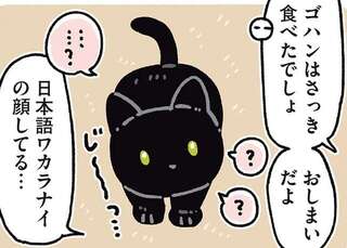 うちの猫はけっこう言葉が通じる。でもイヤな提案には...おいっ／黒猫ろんと暮らしたら7