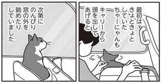 「猫のガン治療」はあまりに過酷なものだった。下あごの切除...飼い主の判断は／世界一幸せな飼い主にしてくれた猫