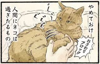 「人間にネコは過ぎたるもの」機嫌がいいから触らせてやってもいいが...／今日もネコ様の圧が強い2