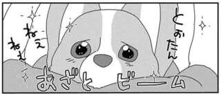 愛犬のあざといおねだり、至近距離で見つめる潤んだ目...飼い主はどうする!?／あしょんでよッ8