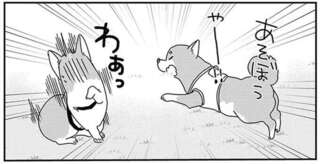柴犬とコーギーが、なぜかドッグランでライバル関係に。見守る飼い主の本音は／あしょんでよッ10