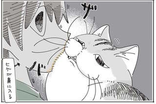 猫が飼い主の鼻にザバ。飼い主が猫の耳にザバ。すりすり中のこれはお互い様？／夜は猫といっしょ7