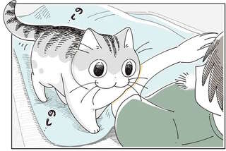 昼寝をするはずだったのに！ 愛猫がやって来て、つい遊びモードに...／夜は猫といっしょ7