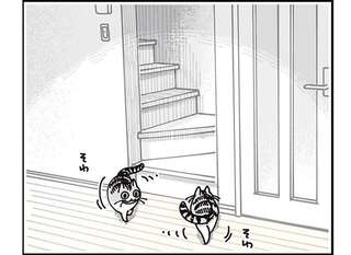 猫が飼い主の起床の気配を察知。なかなかやってこないと...かわいい！／夜は猫といっしょ8