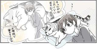 枕からどいてくれない猫。飼い主が頭を乗せて妄想したら...確かに！／夜は猫といっしょ8