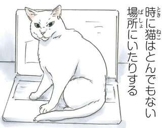 保護された猫は今日も元気です。時にはとんでもない場所でこんな顔をして...／拾い猫のモチャ5
