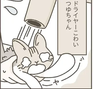 家に馴染んでくれた保護猫。初めてのシャンプーをしてみたら...／ねこのつゆちゃんのことで頭がいっぱいです