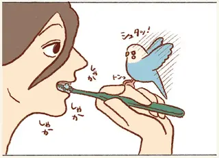 セキセイインコの「飼い主の口突入計画」歯磨き中に挑戦し...逆ギレ⁉／プジェ日記！ 