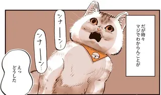 猫の謎行動。 何もない壁に向かい悪魔にとり憑かれたのかのように鳴き続け...／うちの猫は仲が悪い