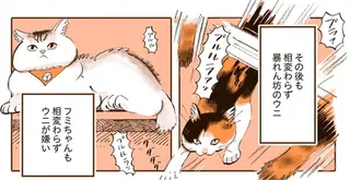 ビビリの先住猫と怖いもの知らずの新入り猫。半年経ってもやっぱり不仲...？／うちの猫は仲が悪い