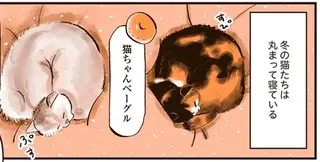 不仲な猫なのに寝相は同じ!? 丸まって寝ている姿はまるで...／うちの猫は仲が悪い