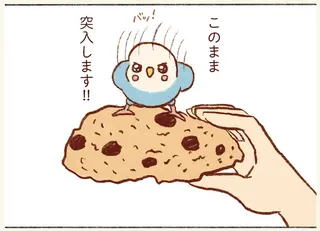 どうしても飼い主の口の中を探検したいセキセイインコ。お菓子に乗って「突入！」／プジェ日記！ 