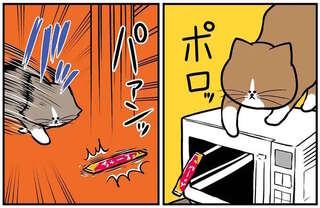 猫たちのおやつ争奪戦！ 飼い主が目撃した「悲しい結末」とは？／鴻池剛と猫のぽんた 4
