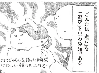 元野良の愛猫。飼い主が猫じゃらしを見せると険しい表情に...⁉／野良猫ごんた、家猫になる