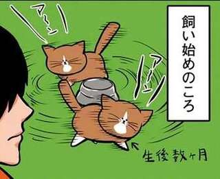 生後数カ月の子猫時代はかわいく鳴いていた。でも今の「ご飯の催促」は...え？／鴻池剛と猫のぽんた 1-3