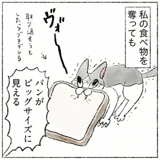 あんなに小さかった子猫時代。少しでも力を入れたら...とビビり散らかしていたが、現在の姿は／うちの猫は今日も塩対応