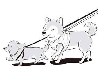 愛犬たちが若い頃はよくこうして並んで散歩した...シニアになったミニチュアダックスと柴犬／愛犬グミと銀次郎と過ごした日々