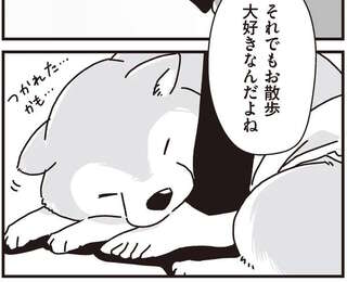 愛犬が年をとって足が弱ってきた。それでもお散歩大好きだから...／愛犬グミと銀次郎と過ごした日々