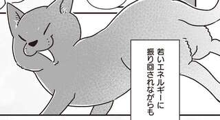 毎日シニア犬たちに元気いっぱいに絡む、元野良猫のニューフェイス／愛犬グミと銀次郎と過ごした日々