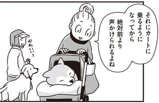 愛犬へかけられる声が「渋い」から「かわいい～」に。カートに乗るようになったシニア犬／愛犬グミと銀次郎と過ごした日々