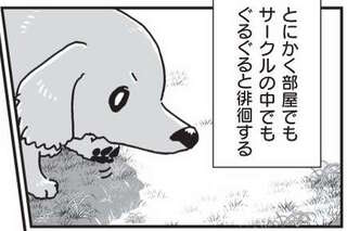 相棒だった愛犬が亡くなり、もう1匹の愛犬も年をとり...／愛犬グミと銀次郎と過ごした日々