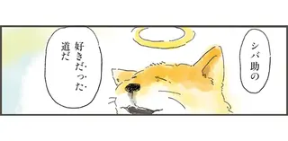 「もしかしたら...どこからかひょっこり」。亡き愛犬との散歩道を歩く飼い主／天国での暮らしはどうですか2