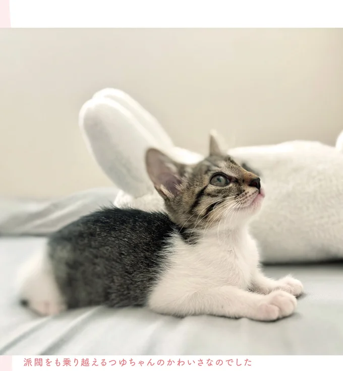 すぐに家に馴染んだ保護猫。いぬ派だった夫にも変化が...／ねこのつゆちゃんのことで頭がいっぱいです 16124256.webp