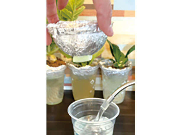 カフェや100均で手に入る「プラカップ」を使って、葉物野菜やハーブを栽培しよう！ 010203.jpg