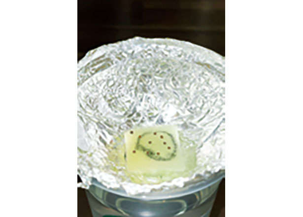 カフェや100均で手に入る「プラカップ」を使って、葉物野菜やハーブを栽培しよう！ 010204.jpg