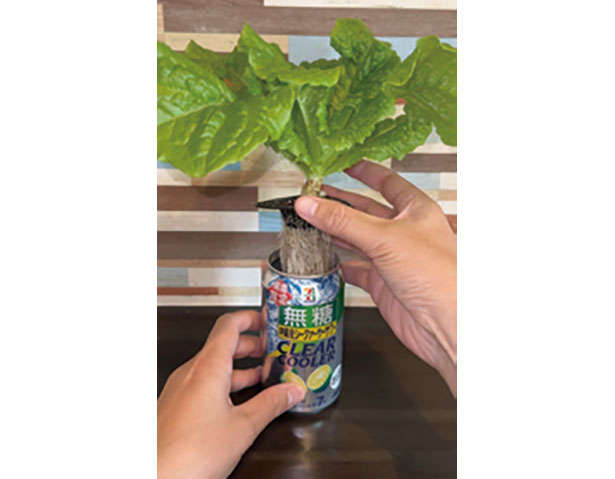カフェや100均で手に入る「プラカップ」を使って、葉物野菜やハーブを栽培しよう！ 0102a.jpg