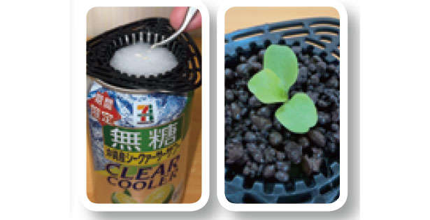 カフェや100均で手に入る「プラカップ」を使って、葉物野菜やハーブを栽培しよう！ 0102sc.jpg