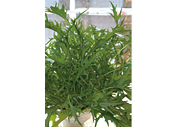 カフェや100均で手に入る「プラカップ」を使って、葉物野菜やハーブを栽培しよう！ 0102ua.jpg