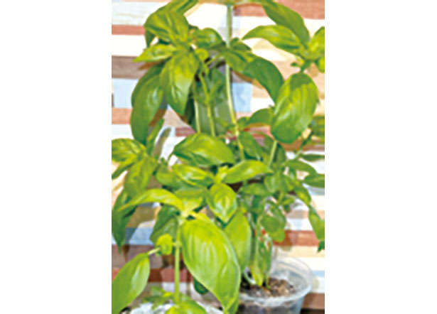 カフェや100均で手に入る「プラカップ」を使って、葉物野菜やハーブを栽培しよう！ 0102ub.jpg