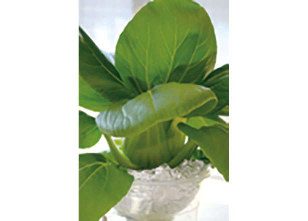 カフェや100均で手に入る「プラカップ」を使って、葉物野菜やハーブを栽培しよう！ 0102uc.jpg