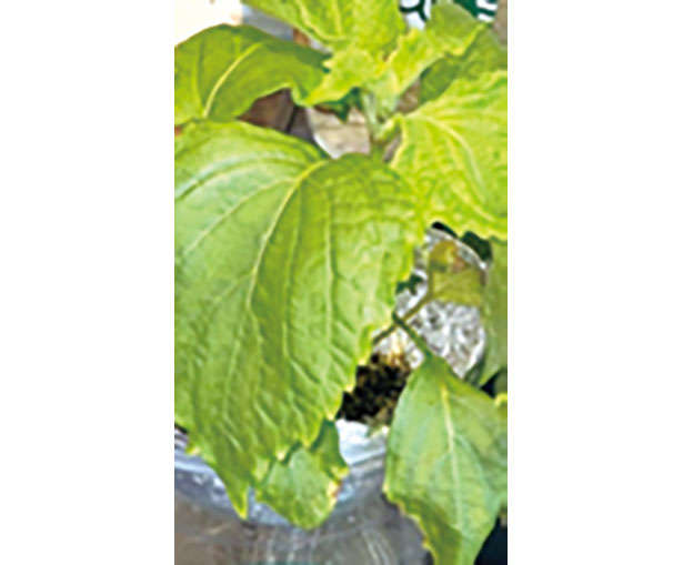 カフェや100均で手に入る「プラカップ」を使って、葉物野菜やハーブを栽培しよう！ 0102ud.jpg