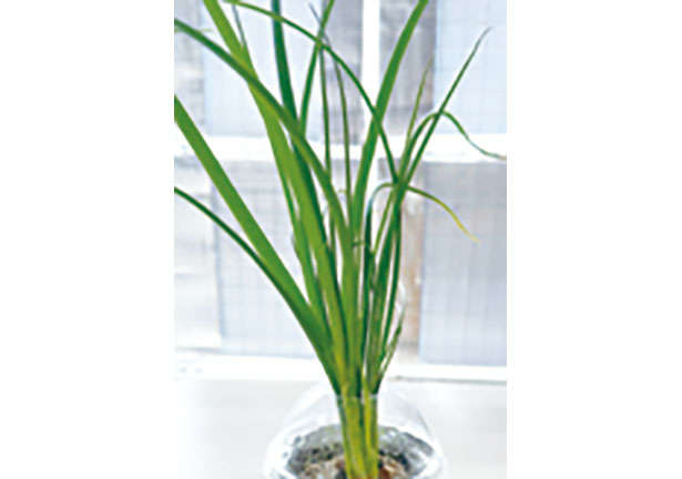 カフェや100均で手に入る「プラカップ」を使って、葉物野菜やハーブを栽培しよう！ 0102ue.jpg