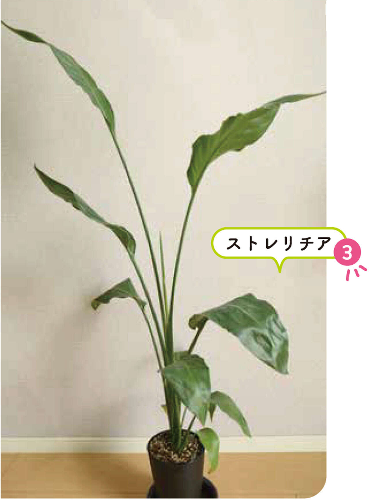 「観葉植物をすぐ枯らす」人にもオススメ！はじめてお迎えするのにおすすめの植物 0103.jpg