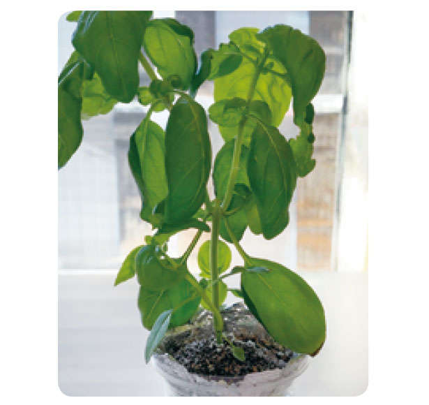 もう「バジル」は買わなくてOK！1年中収穫できる「プラカップ」による栽培方法を紹介 01031.jpg