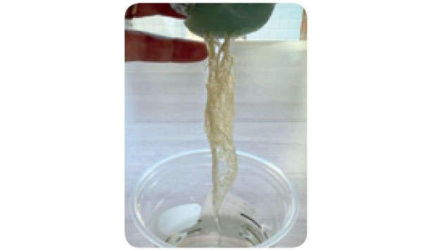 もう「バジル」は買わなくてOK！1年中収穫できる「プラカップ」による栽培方法を紹介 010310.jpg