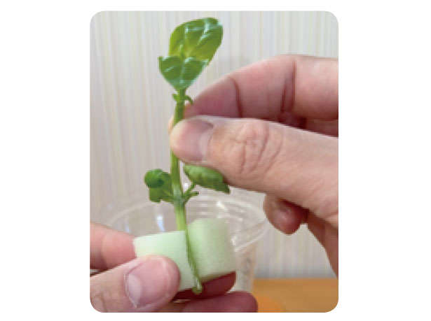 もう「バジル」は買わなくてOK！1年中収穫できる「プラカップ」による栽培方法を紹介 010311.jpg